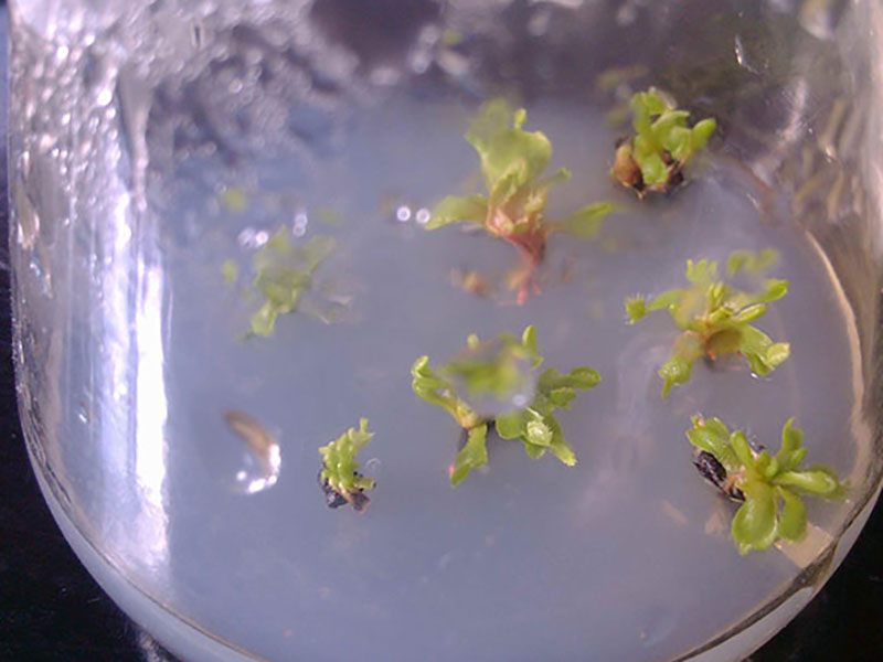 草莓組織培養黄瓜污污视频