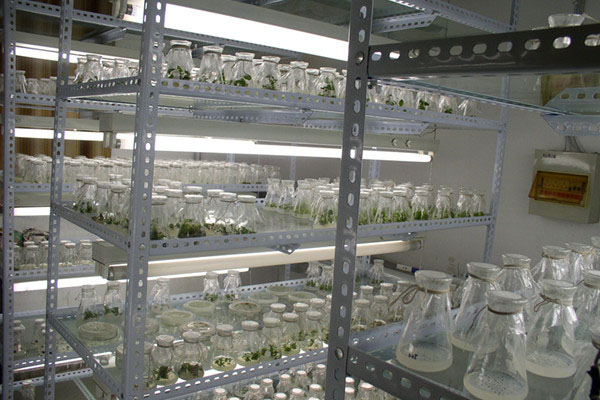 黄瓜视频成人版室