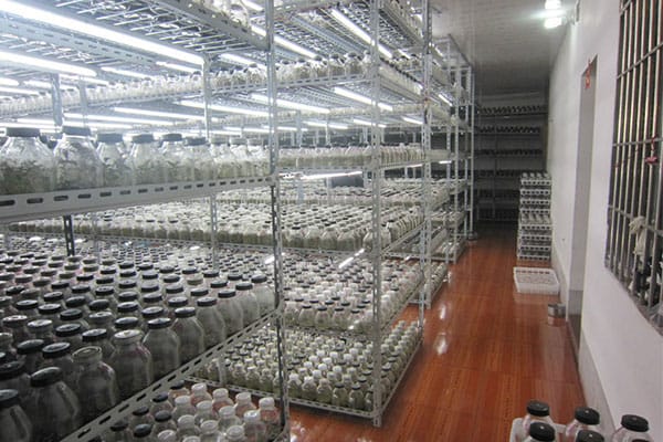 黄瓜视频成人版室