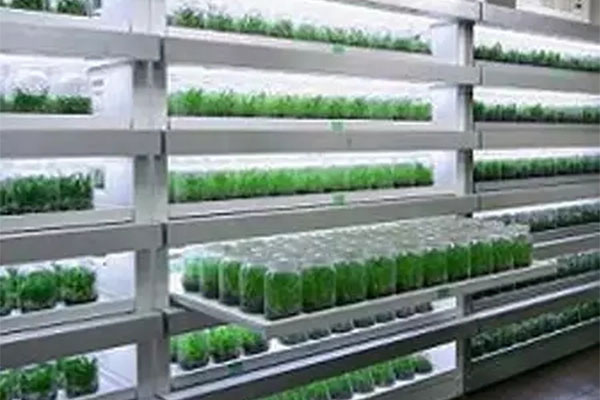 黄瓜视频成人版室