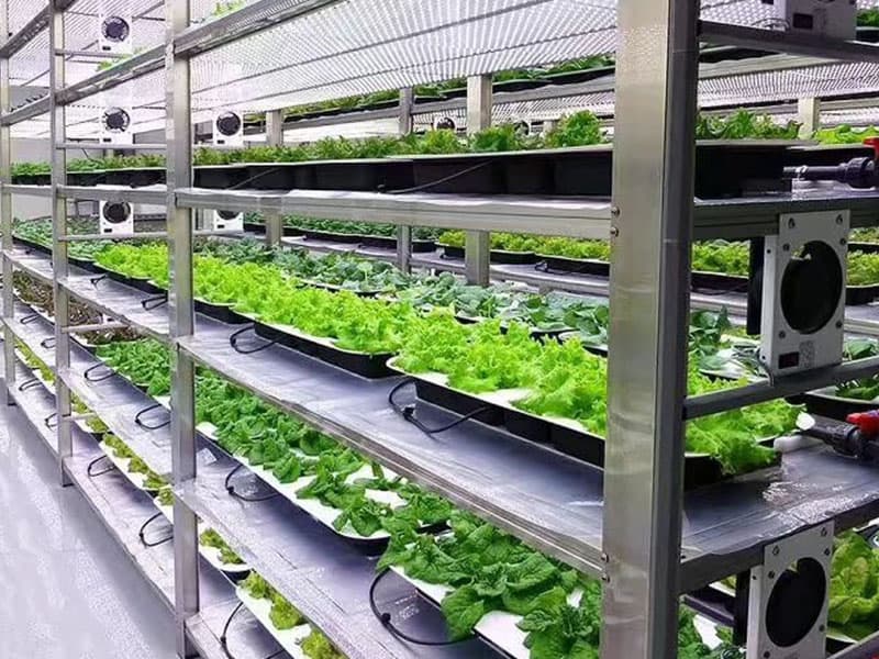 黄瓜视频成人版室淨化