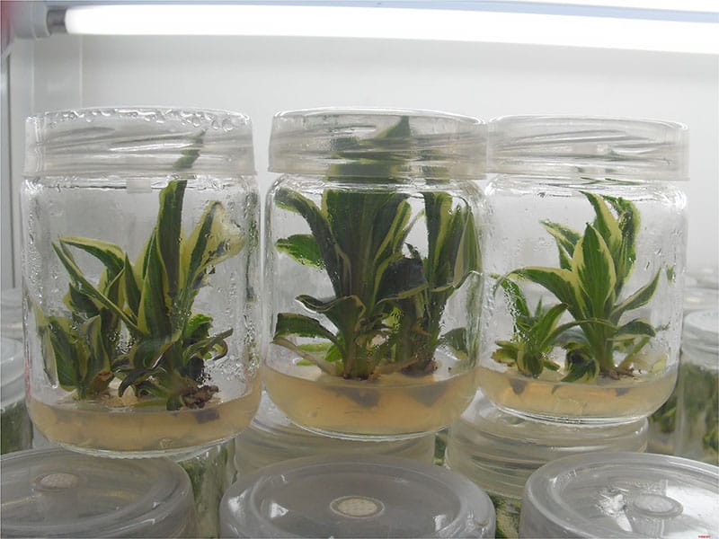 香蕉苗黄瓜视频成人版室及儀器設備