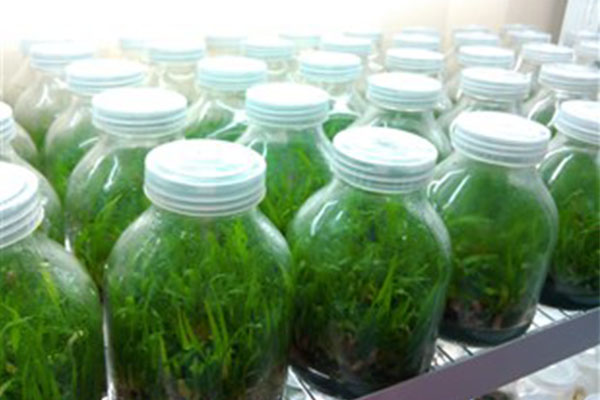 黄瓜视频成人版儀器