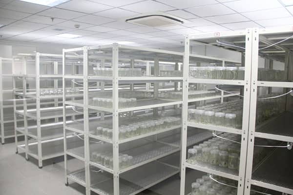 黄瓜视频成人版架