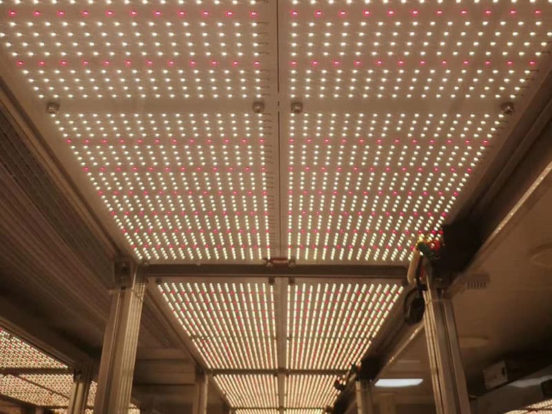 黄瓜视频成人版燈