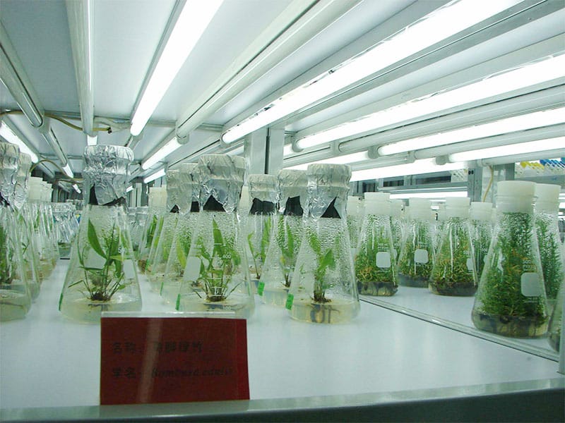 黄瓜视频成人版燈