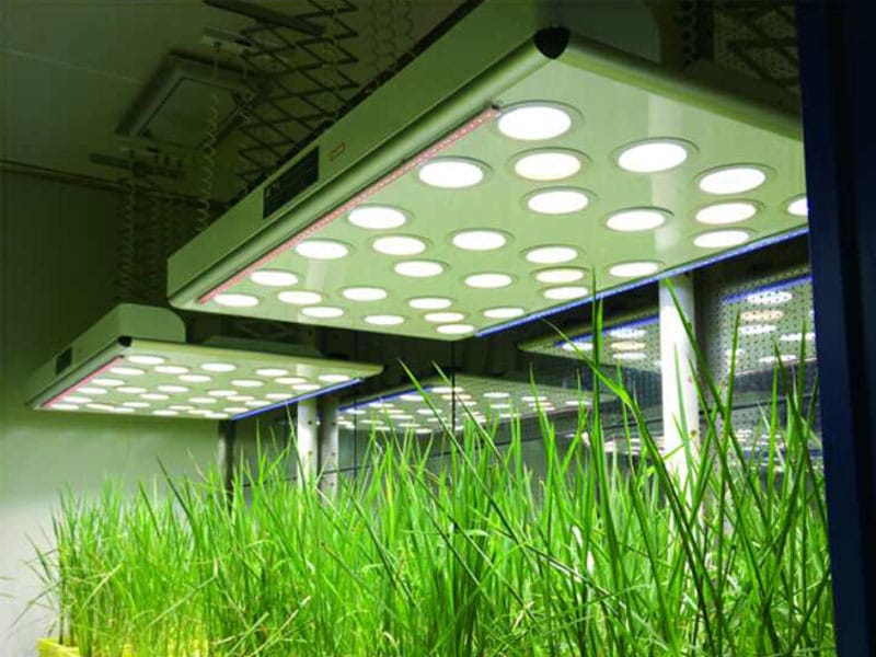 黄瓜视频成人版燈