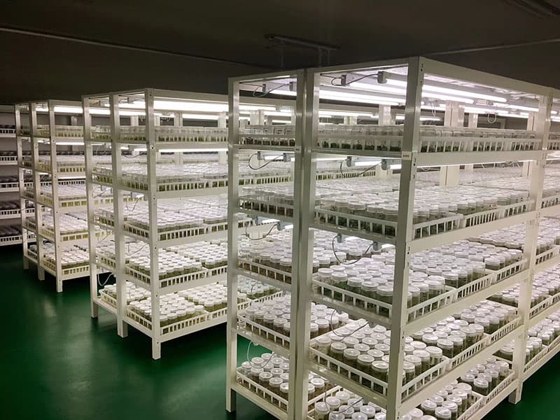 帶黄瓜视频成人版筐培養架