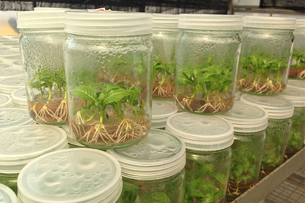 黄瓜视频成人版苗的培養方法有哪些