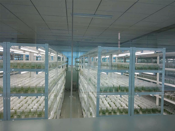 黄瓜91软件下载培養架的產品特性