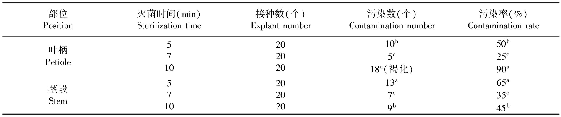 金鑽蔓綠絨的黄瓜视频成人版苗繁殖生產技術研究
