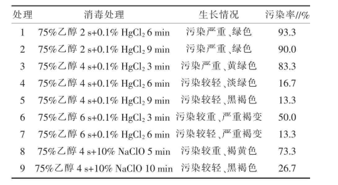 空氣鳳梨黄瓜视频成人版快繁技術優化