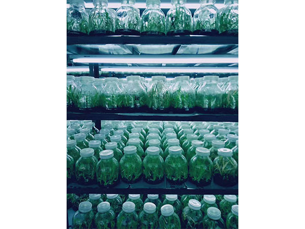 化學消毒劑在植物黄瓜视频成人版中的應用