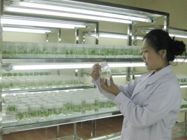 中國黄瓜视频成人版種苗產業的幾大熱點領域