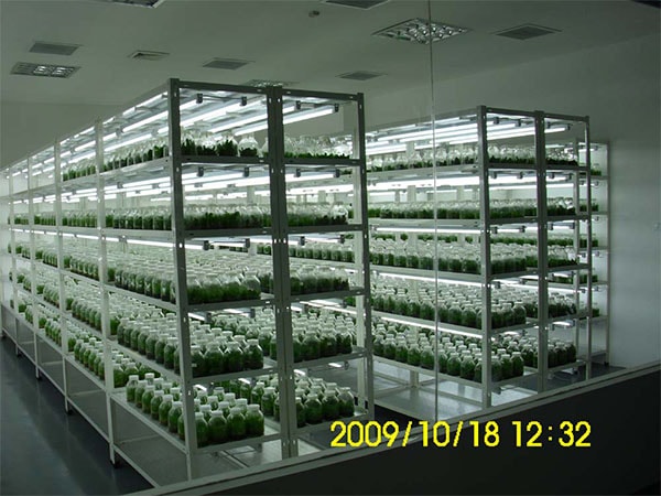 蘭花黄瓜视频成人版技術研究