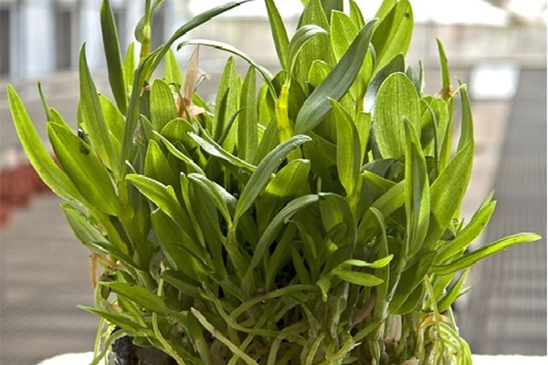 黄瓜视频成人版苗的黄瓜视频成人版技術的步驟有哪些