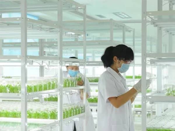 多花黃精黄瓜视频成人版快繁技術初探