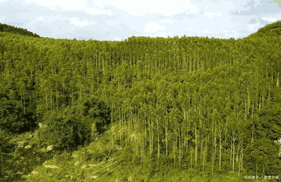 雜交構樹黄瓜视频成人版快繁體係的建立(含誘導愈傷、壯苗、生根、移栽)