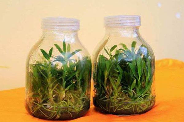 黄瓜视频成人版苗的接種程序有哪些