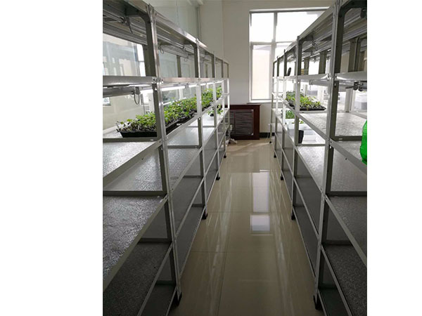 黑提葡萄黄瓜视频成人版快繁技術