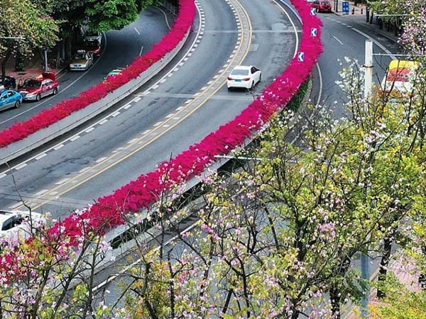 紫葉加拿大紫荊黄瓜视频成人版快繁程序