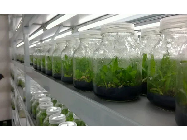 考來木黄瓜视频成人版成本以及構成要素