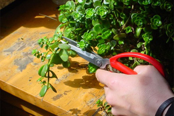 植物黄瓜视频成人版外植體的修剪切割與接種的過程