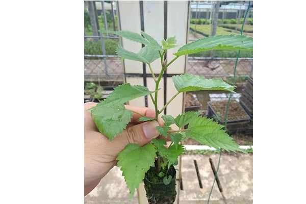 黄瓜视频成人版