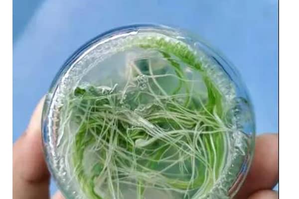 黄瓜视频成人版室