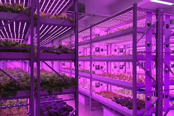 黄瓜视频成人版