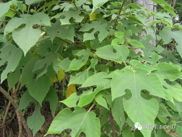 穀桑褚桃綠成蔭，紅日枝頭三竿春&mdash;&mdash;構樹