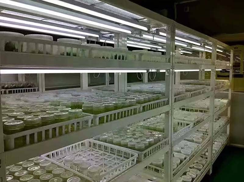 培養架、黄瓜视频成人版架、光照培養架