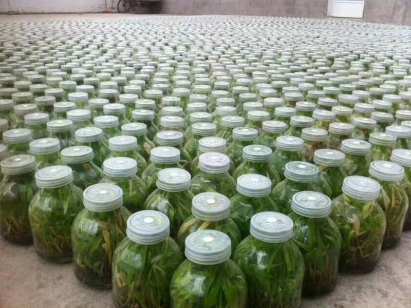 黄瓜视频成人版瓶