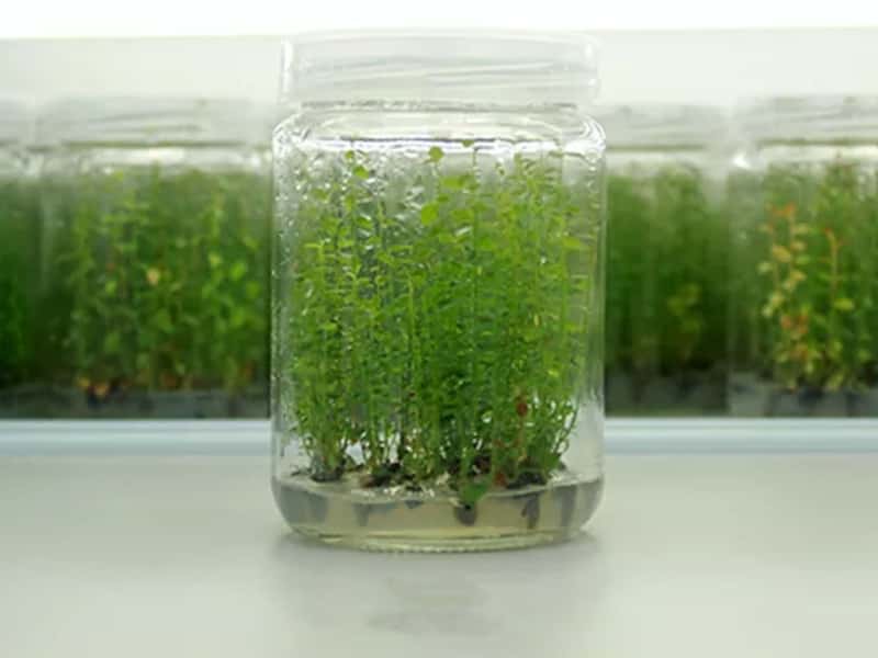 黄瓜视频成人版瓶