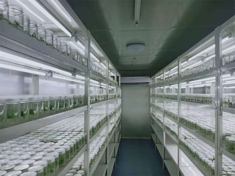 黄瓜视频成人版  黄瓜视频成人版設備  植物黄瓜视频成人版