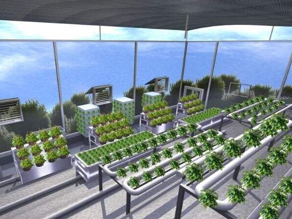 光照對於植物生長的影響&mdash;&mdash;光合作用和光敏色素