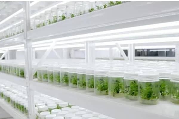 黄瓜视频成人版