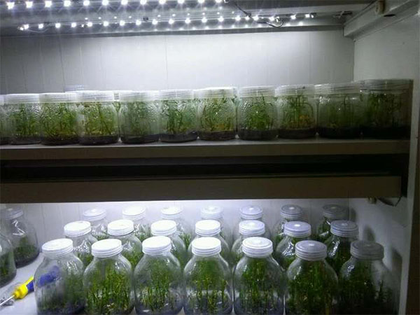 黄瓜视频成人版