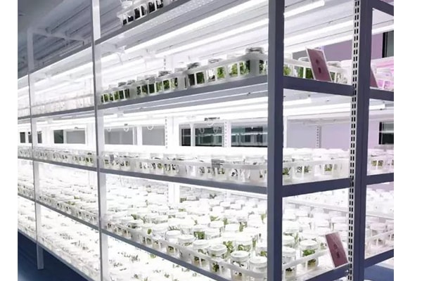 黄瓜视频成人版  黄瓜视频成人版苗