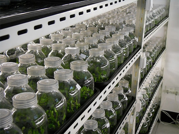 黄瓜视频成人版苗維護要點