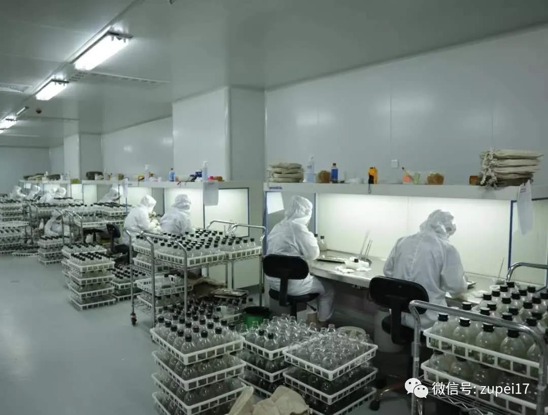 組織培養的分類