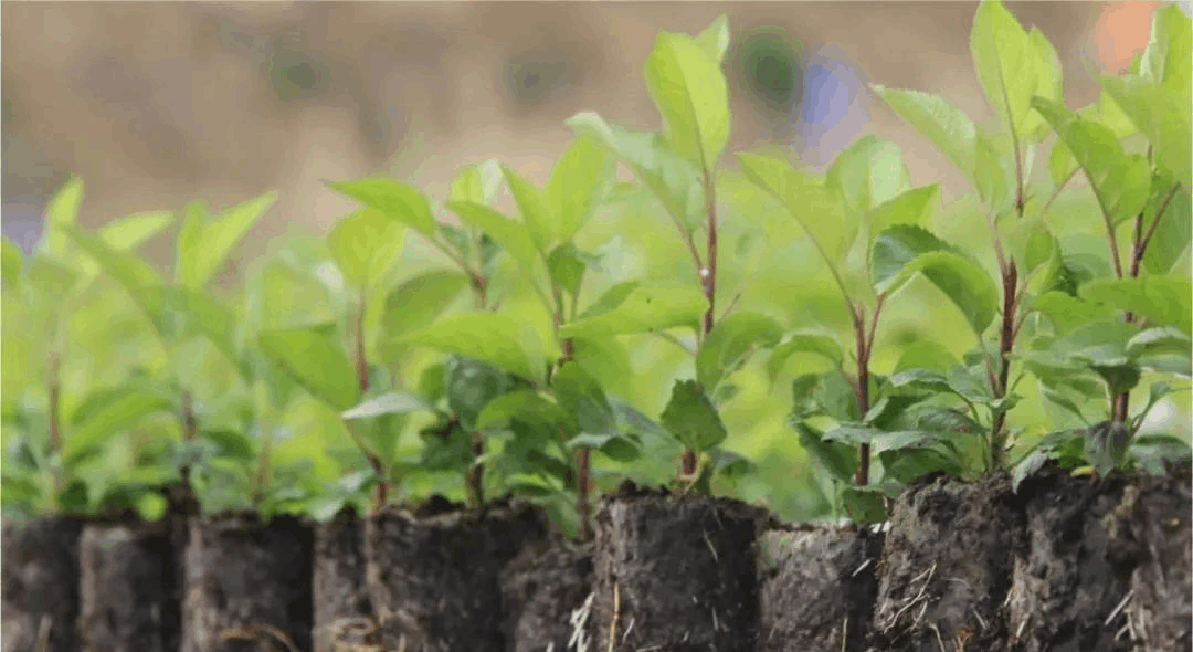 植物組織培養詳解