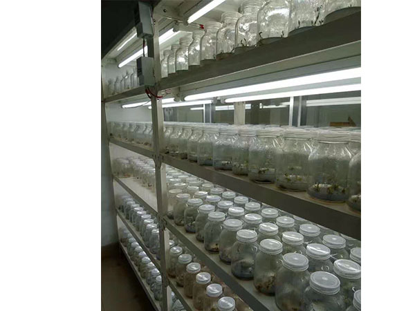 黄瓜视频成人版設備應用在花卉領域有什麽優勢