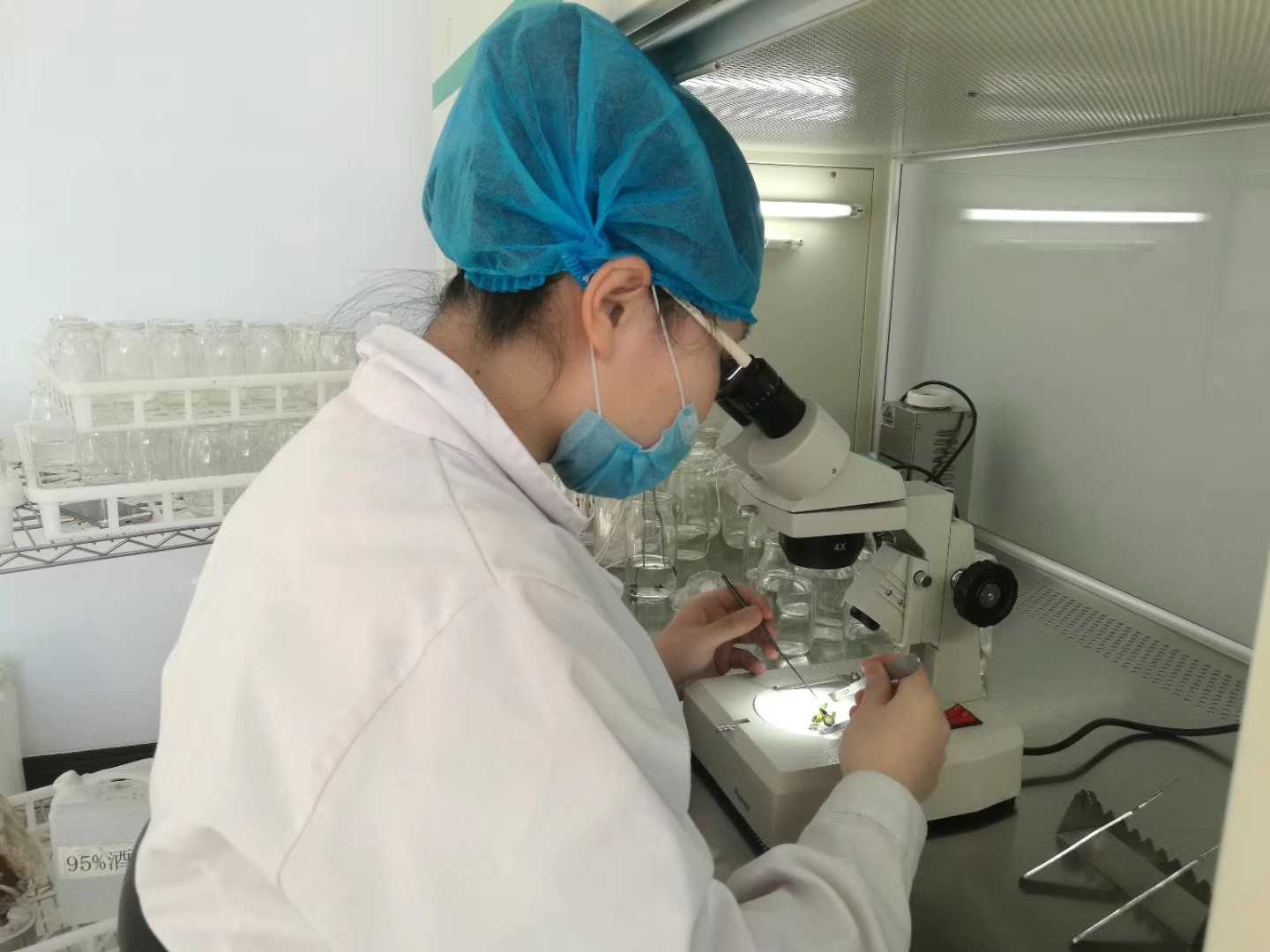 黄瓜视频成人版苗，黄瓜视频成人版，組織培養