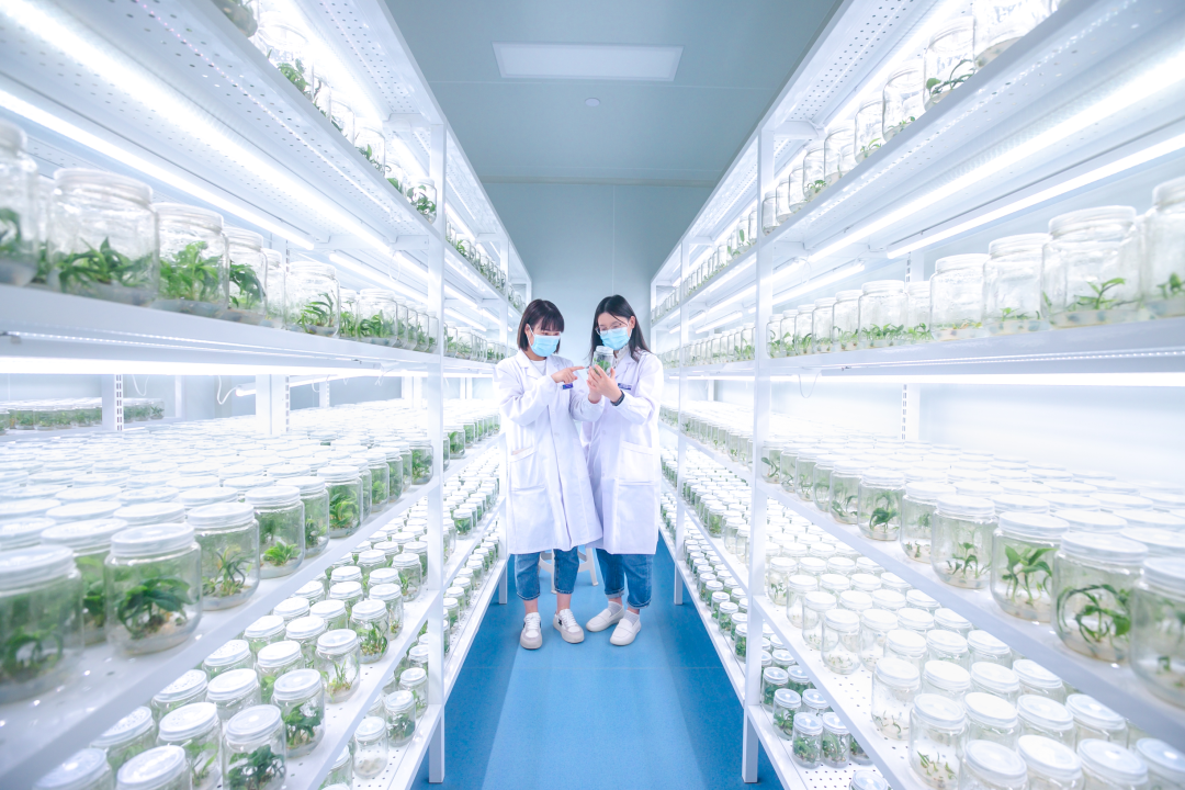 黄瓜视频成人版架，培養架，光照培養架